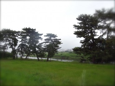 とってもとってもしずか〜な今朝の河川敷。草むらに面白い模様？