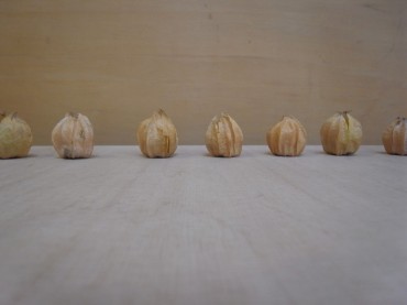 ならべ〜　ならんだあ〜