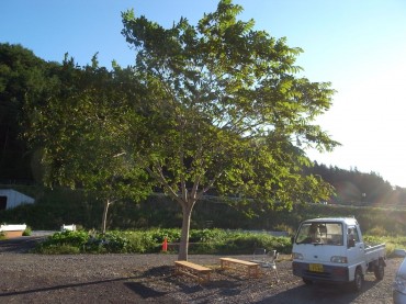 小本団地はすっかり陽が登り、クルミの木が歓びに輝いています。