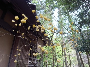 ミツマタの木！かわいい花です。