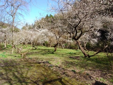 今日のメイン！徳雲院の庭です。禅宗のお寺です。