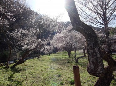 禅の世界では一目、加藤耕山のお寺です。