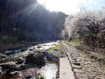 ここは、寺の裏の小川。6月～7月、蛍を見にきます。