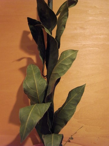 初めてローリエの木、枝っぷりを拝見しました。貴重な日になりました。