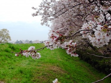 くもり空がさくらを包ます