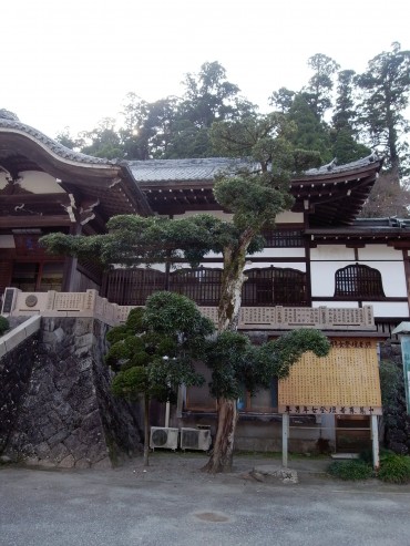 大きな、素晴らしい高野槇ですね。。。