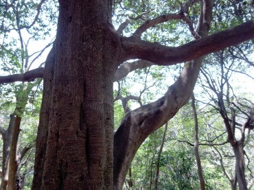 朝の木が踊って見えます。