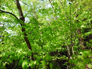 きれいな緑です。生まれたて見たいです。