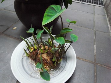 見ていると、小人になって、ジャングル入った気分？！大迫力です。