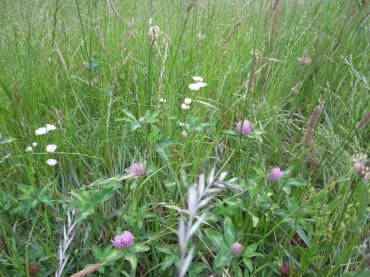 「これは、なんという花？シロツメクサみたい」「アカツメクサじゃないですか？」「（０。０）お～」