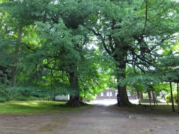 先ずは大好きなお寺さんへ。大きな夫婦銀杏があります。