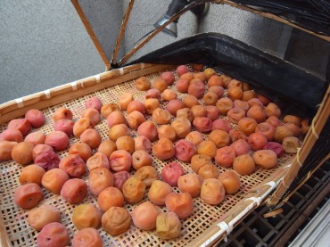 今年は梅が少なかったのかな？４Lという大きな梅しか手に入りませんでした。