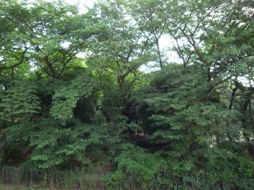 西河原公民館の裏の公園。わさわさと葉がいっぱいです。