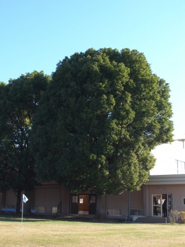 この大きな大きな木を見て下さい。木に覆われた建物は、小学校の体育館です。普通なら大きな体育館が小さく見えます。