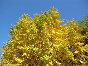 朝、あまりに輝いていたので、パチリ。すばらしい色に、折々の時を感じます。