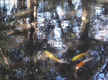 錦鯉もいます。