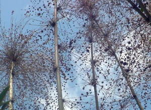 たくさん咲いている竹の花だとか…