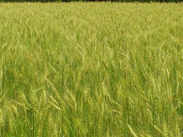 揺れる穂に風を見る