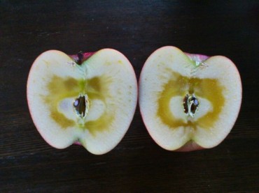 八重樫家の蜜リンゴ♡先着１００名〜様分が届きます♪