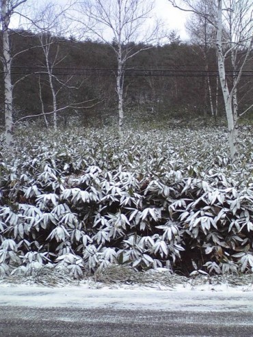 あ。。。クマさんは冬眠だね。