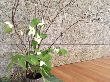 ヤマボウシ・フタリシズカ・ミヤマナルコユリ