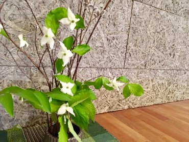 ヤマボウシ・フタリシズカ・ミヤマナルコユリ