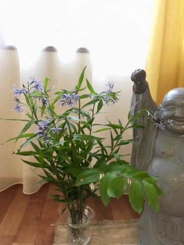 恵比寿さまとティージソウ　音が転じてチョウジュソウとも。