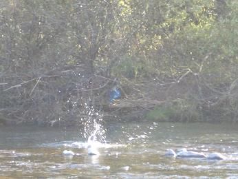 三陸の田舎町に住むお散歩ブログより